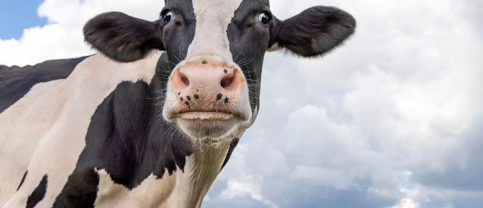Bullen, Bären, Rinder: Wird Live Cattle zum neuen Trendmarkt 2027?