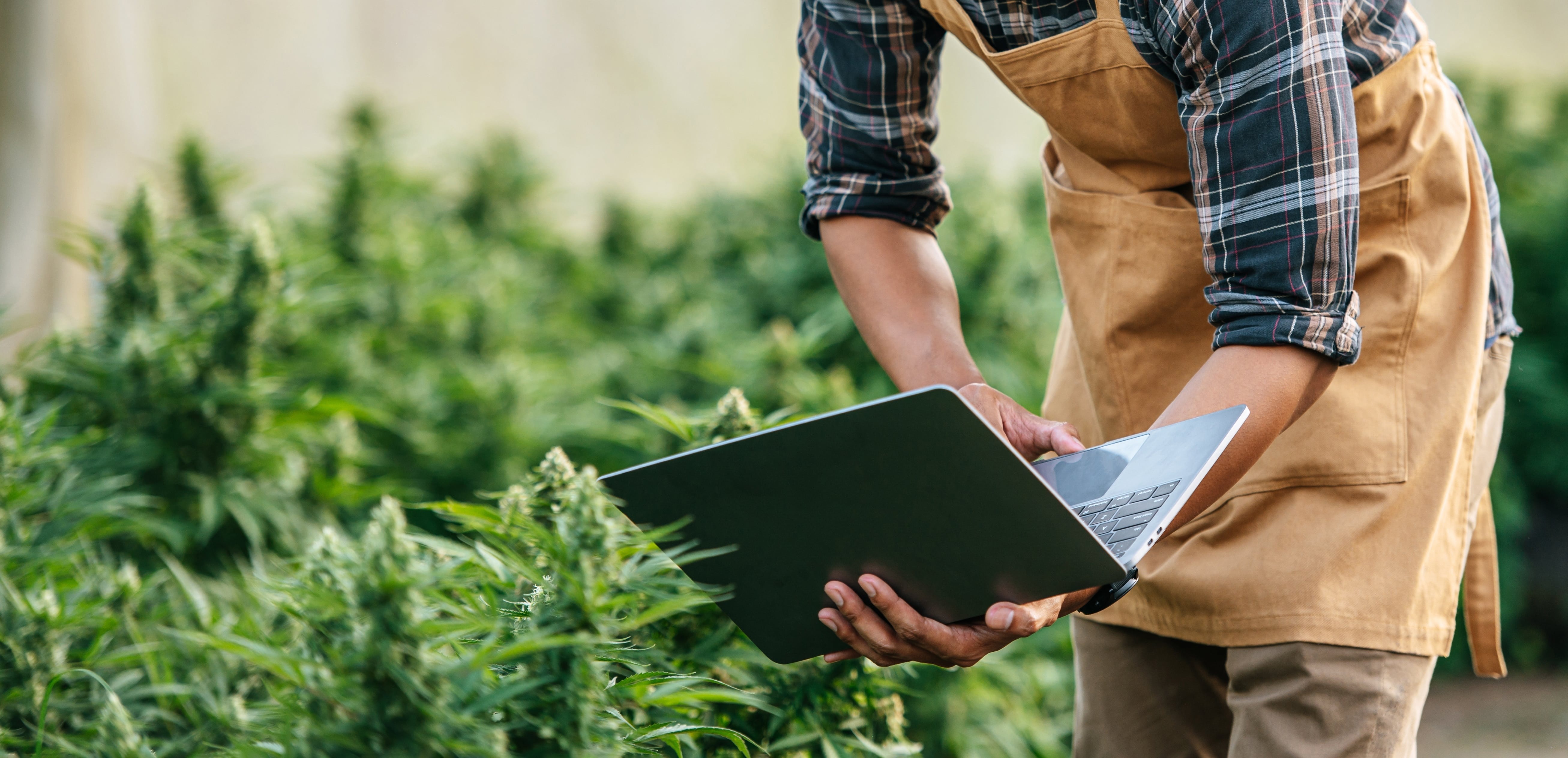 Grünes Kraut, grüne Zahlen: Crasht die Green-Thumb-Aktie trotzdem?