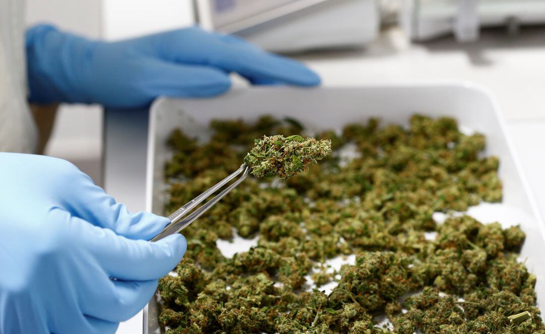 Cannabis in Deutschland wohl ab April legal – die Geburt eines Milliardenmarkts
