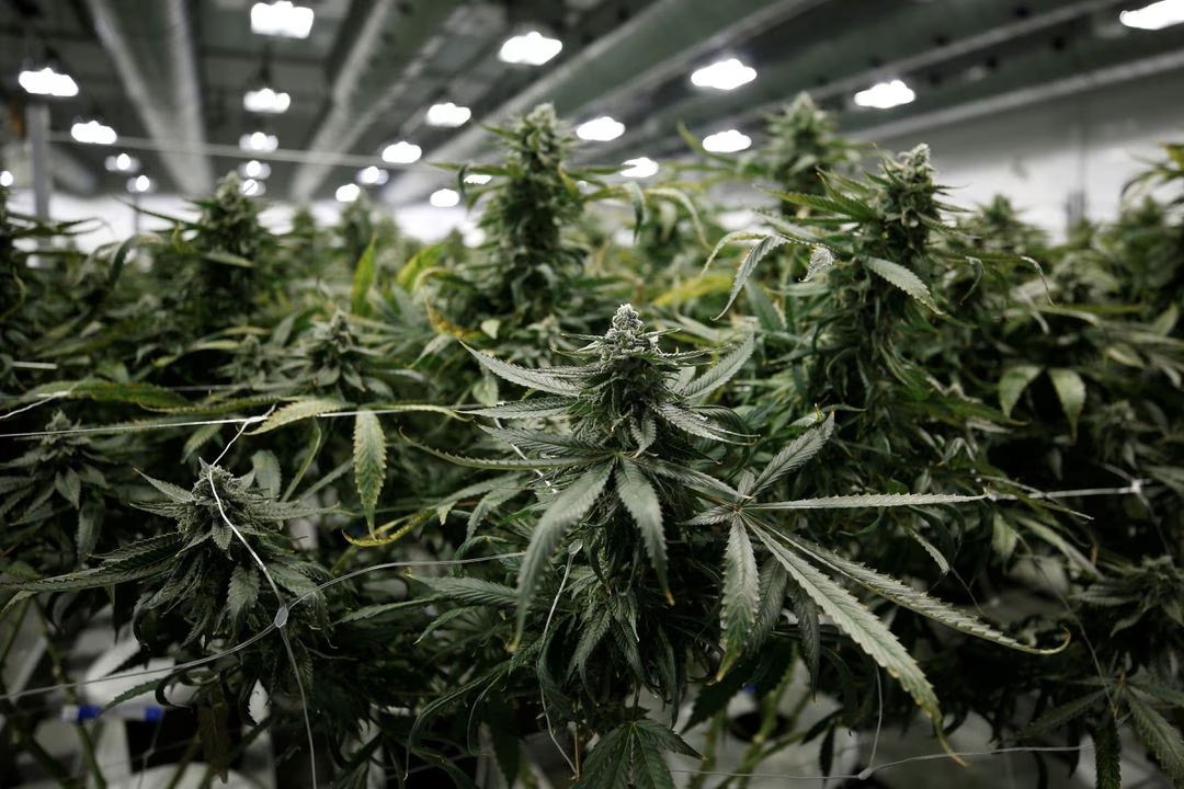 50 Prozent Kursgewinn innerhalb weniger Stunden: Was ist los bei Canopy Growth?
