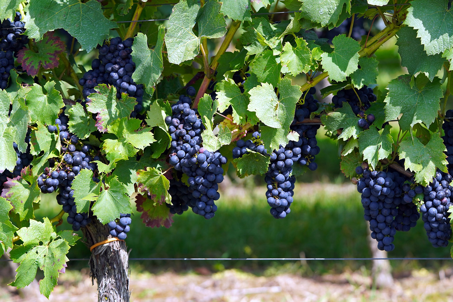 Überschuss im Überfluss: Wein-Absatzprobleme in Frankreich