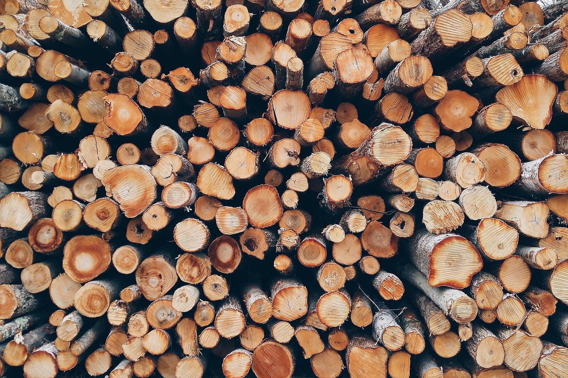Holzmangel in Deutschland