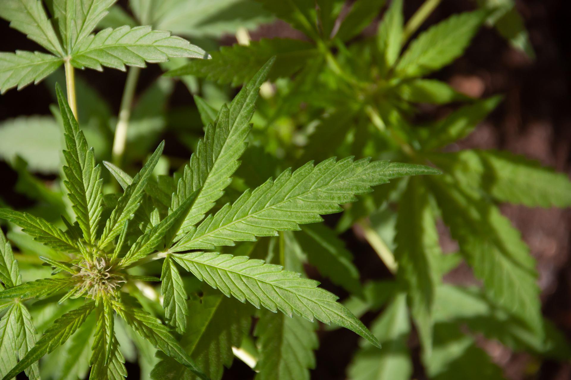 Diskussionsbedarf – Warum sich die Legalisierung von Cannabis verzögern könnte