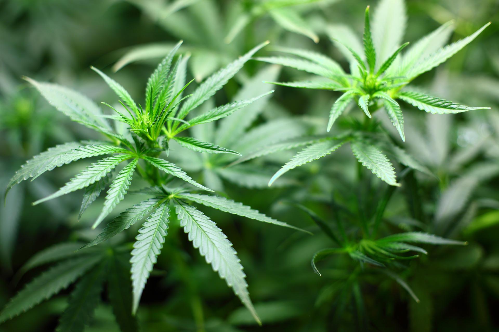 Wachsende Geschäfte: ein neuer Markt für Cannabis in Thailand
