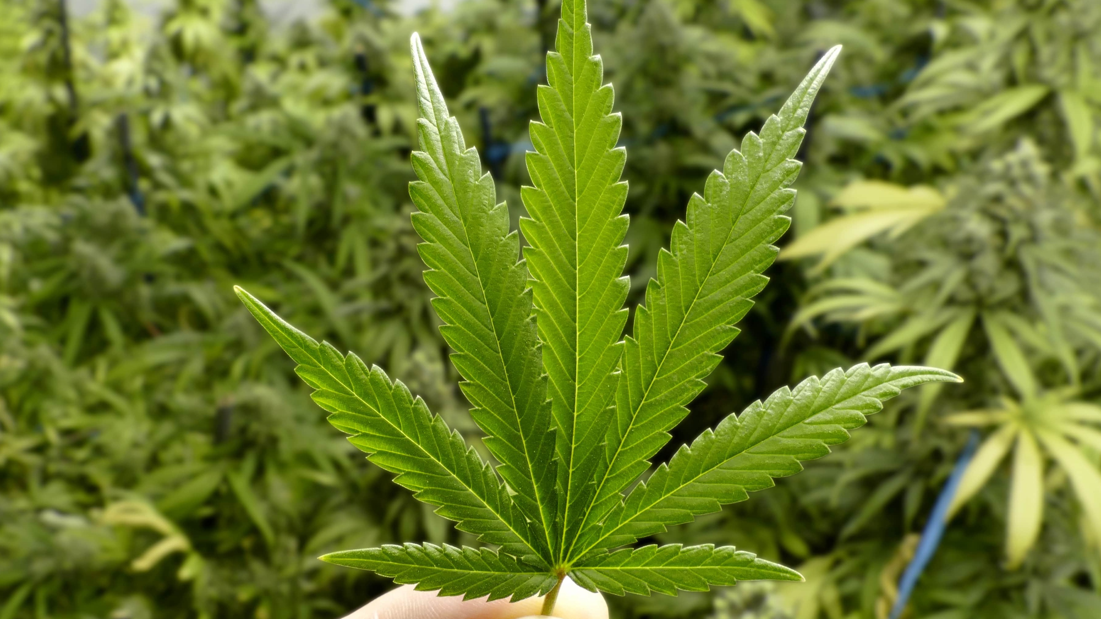 Umsatz steigt: Canopy Growth dank guter Zahlen vor Mega-Rallye?
