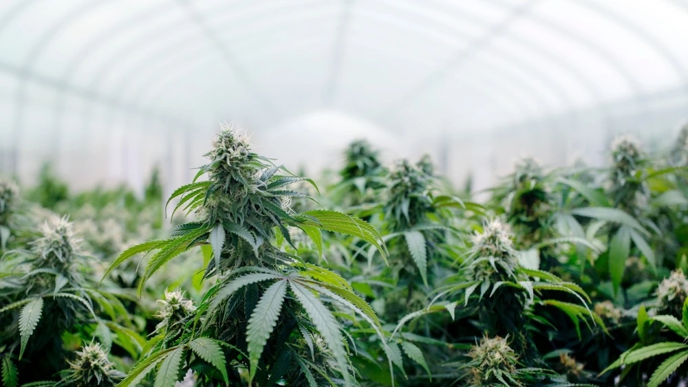 Canopy Growth Q4 2026: International +68% – endlich die Wende?