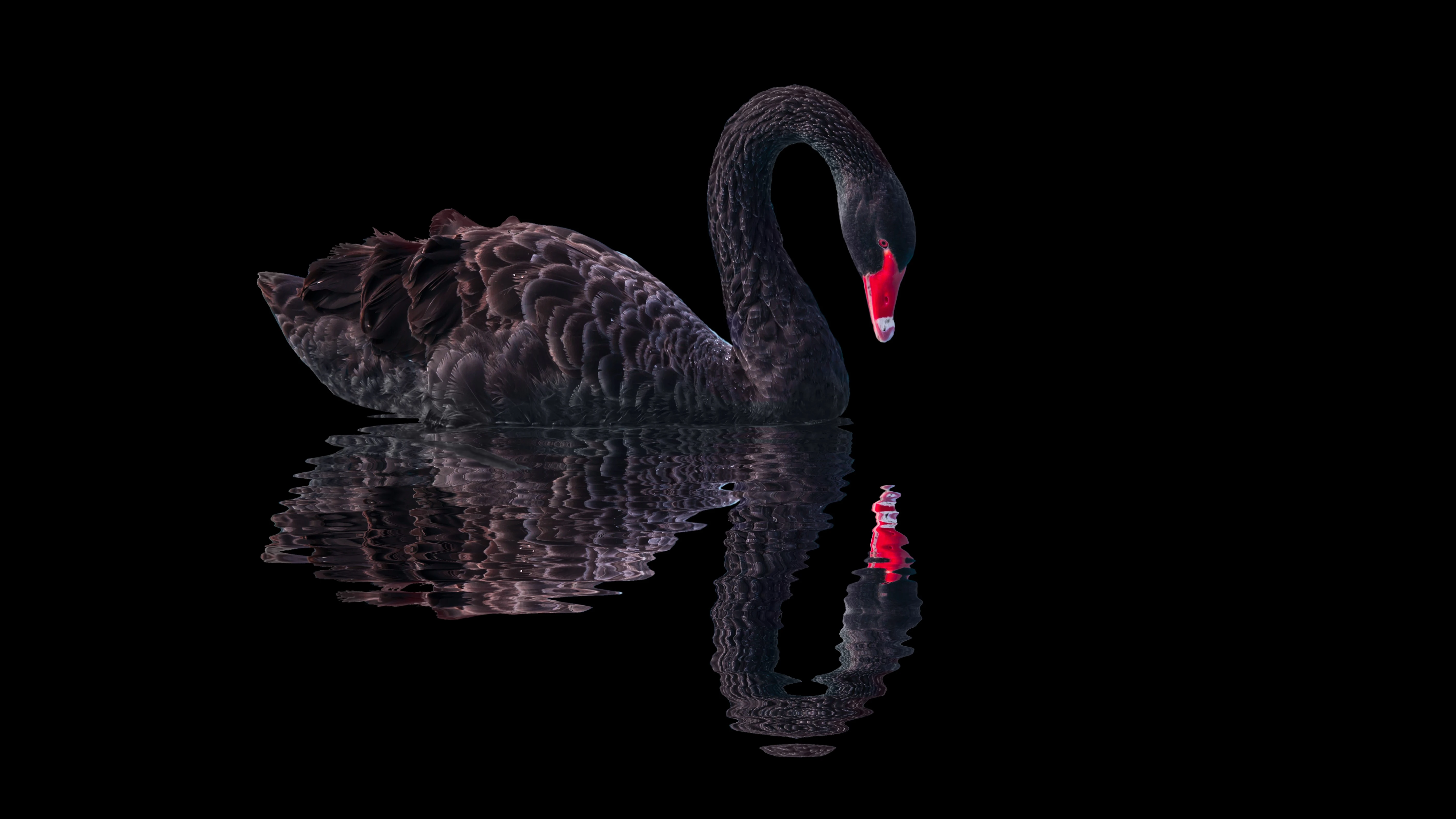 Der schwarze Schwan. Im Herzen Europas?